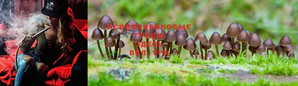 PSILOCYBIN Магас